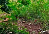 Adolescente de 15 anos é encontrada morta em terreno baldio no Bairro Portal da Foz em Foz do Iguaçu Adolescente de 15 anos é encontrada morta em terreno baldio no Bairro Portal da Foz em Foz do Iguaçu
