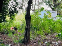 Adolescente de 15 anos é encontrada morta em terreno baldio no Bairro Portal da Foz em Foz do Iguaçu Adolescente de 15 anos é encontrada morta em terreno baldio no Bairro Portal da Foz em Foz do Iguaçu