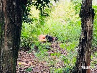 Adolescente de 15 anos é encontrada morta em terreno baldio no Bairro Portal da Foz em Foz do Iguaçu Adolescente de 15 anos é encontrada morta em terreno baldio no Bairro Portal da Foz em Foz do Iguaçu