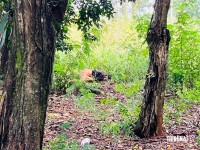 Adolescente de 15 anos é encontrada morta em terreno baldio no Bairro Portal da Foz em Foz do Iguaçu Adolescente de 15 anos é encontrada morta em terreno baldio no Bairro Portal da Foz em Foz do Iguaçu