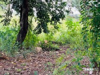 Adolescente de 15 anos é encontrada morta em terreno baldio no Bairro Portal da Foz em Foz do Iguaçu Adolescente de 15 anos é encontrada morta em terreno baldio no Bairro Portal da Foz em Foz do Iguaçu