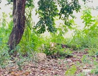 Adolescente de 15 anos é encontrada morta em terreno baldio no Bairro Portal da Foz em Foz do Iguaçu Adolescente de 15 anos é encontrada morta em terreno baldio no Bairro Portal da Foz em Foz do Iguaçu