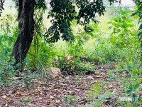 Adolescente de 15 anos é encontrada morta em terreno baldio no Bairro Portal da Foz em Foz do Iguaçu Adolescente de 15 anos é encontrada morta em terreno baldio no Bairro Portal da Foz em Foz do Iguaçu