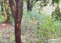 Adolescente de 15 anos é encontrada morta em terreno baldio no Bairro Portal da Foz em Foz do Iguaçu Adolescente de 15 anos é encontrada morta em terreno baldio no Bairro Portal da Foz em Foz do Iguaçu