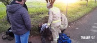 Motociclista é socorrido pelo Siate após colisão no Jardim Patriarca Motociclista é socorrido pelo Siate após colisão no Jardim Patriarca