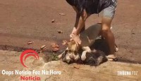 Moradores denunciam ataques de pitbull solto no bairro Jardim São Roque em Foz do Iguaçu Moradores denunciam ataques de pitbull solto no bairro Jardim São Roque em Foz do Iguaçu
