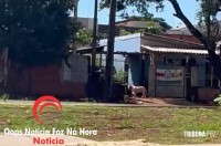 Moradores denunciam ataques de pitbull solto no bairro Jardim São Roque em Foz do Iguaçu Moradores denunciam ataques de pitbull solto no bairro Jardim São Roque em Foz do Iguaçu
