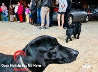 Moradores denunciam ataques de pitbull solto no bairro Jardim São Roque em Foz do Iguaçu Moradores denunciam ataques de pitbull solto no bairro Jardim São Roque em Foz do Iguaçu