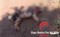 Moradores denunciam ataques de pitbull solto no bairro Jardim São Roque em Foz do Iguaçu Moradores denunciam ataques de pitbull solto no bairro Jardim São Roque em Foz do Iguaçu