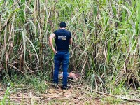Dois homens são encontrados mortos em canavial no Porto Meira em Foz do Iguaçu Dois homens são encontrados mortos em canavial no Porto Meira em Foz do Iguaçu