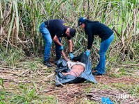 Dois homens são encontrados mortos em canavial no Porto Meira em Foz do Iguaçu Dois homens são encontrados mortos em canavial no Porto Meira em Foz do Iguaçu