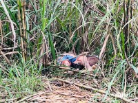Dois homens são encontrados mortos em canavial no Porto Meira em Foz do Iguaçu Dois homens são encontrados mortos em canavial no Porto Meira em Foz do Iguaçu