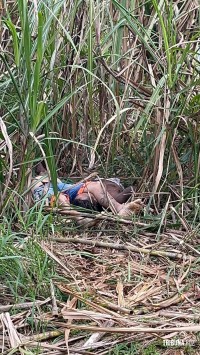 Dois homens são encontrados mortos em canavial no Porto Meira em Foz do Iguaçu Dois homens são encontrados mortos em canavial no Porto Meira em Foz do Iguaçu