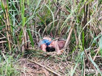 Dois homens são encontrados mortos em canavial no Porto Meira em Foz do Iguaçu Dois homens são encontrados mortos em canavial no Porto Meira em Foz do Iguaçu