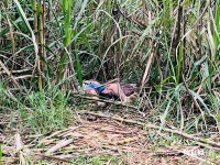Dois homens são encontrados mortos em canavial no Porto Meira em Foz do Iguaçu Dois homens são encontrados mortos em canavial no Porto Meira em Foz do Iguaçu