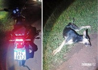 Motociclista de 16 anos morre após colisão com cachorro na Rodovia PY-02 no Paraguai Motociclista de 16 anos morre após colisão com cachorro na Rodovia PY-02 no Paraguai