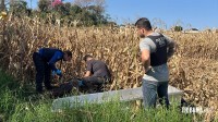 Corpo de homem é encontrado em plantação de milho durante colheita no Jardim Paraná em Foz do Iguaçu Corpo de homem é encontrado em plantação de milho durante colheita no Jardim Paraná em Foz do Iguaçu