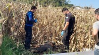 Corpo de homem é encontrado em plantação de milho durante colheita no Jardim Paraná em Foz do Iguaçu Corpo de homem é encontrado em plantação de milho durante colheita no Jardim Paraná em Foz do Iguaçu