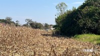 Corpo de homem é encontrado em plantação de milho durante colheita no Jardim Paraná em Foz do Iguaçu Corpo de homem é encontrado em plantação de milho durante colheita no Jardim Paraná em Foz do Iguaçu