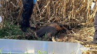 Corpo de homem é encontrado em plantação de milho durante colheita no Jardim Paraná em Foz do Iguaçu Corpo de homem é encontrado em plantação de milho durante colheita no Jardim Paraná em Foz do Iguaçu