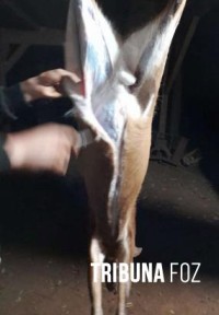 Policia Federal deflagra operação de repressão a crimes ambientais na região de fronteira entre Brasil e Argentina Policia Federal deflagra operação de repressão a crimes ambientais na região de fronteira entre Brasil e Argentina