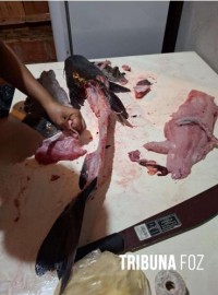 Policia Federal deflagra operação de repressão a crimes ambientais na região de fronteira entre Brasil e Argentina Policia Federal deflagra operação de repressão a crimes ambientais na região de fronteira entre Brasil e Argentina