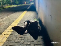 Homem é agredido e socorrido pelo Siate no Parque Monjolo Homem é agredido e socorrido pelo Siate no Parque Monjolo
