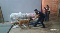 MP não avança na investigação de tráfico de maconha VIP onde brasileiros supostamente comandam o esquema criminoso no Paraguai MP não avança na investigação de tráfico de maconha VIP onde brasileiros supostamente comandam o esquema criminoso no Paraguai