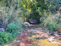 GM localiza na área rural de Foz carro de motorista de aplicativo tomado em assalto GM localiza na área rural de Foz carro de motorista de aplicativo tomado em assalto