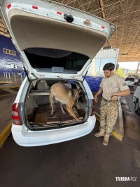 Policia Federal e forças de segurança do Paraguai e Argentina realizam Operação Nexo na Tríplice Fronteira Policia Federal e forças de segurança do Paraguai e Argentina realizam Operação Nexo na Tríplice Fronteira