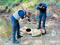 Corpo de homem desaparecido é encontrado boiando no Rio Paraná com sinais de disparos de arma de fogo Corpo de homem desaparecido é encontrado boiando no Rio Paraná com sinais de disparos de arma de fogo