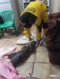 Homem é preso com jacaré vivo dentro da bolsa em Ciudad Del Este no Paraguai Homem é preso com jacaré vivo dentro da bolsa em Ciudad Del Este no Paraguai