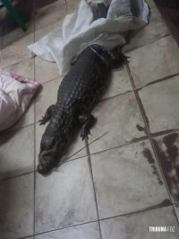 Homem é preso com jacaré vivo dentro da bolsa em Ciudad Del Este no Paraguai Homem é preso com jacaré vivo dentro da bolsa em Ciudad Del Este no Paraguai