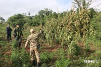 SENAD e Polícia Federal brasileira desferem golpe no narcotráfico que ultrapassa US$ 45,5 milhões de dólares SENAD e Polícia Federal brasileira desferem golpe no narcotráfico que ultrapassa US$ 45,5 milhões de dólares