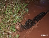 Assalto em transportadora termina com um homem preso após perseguição policial em Ciudad Del Este Assalto em transportadora termina com um homem preso após perseguição policial em Ciudad Del Este
