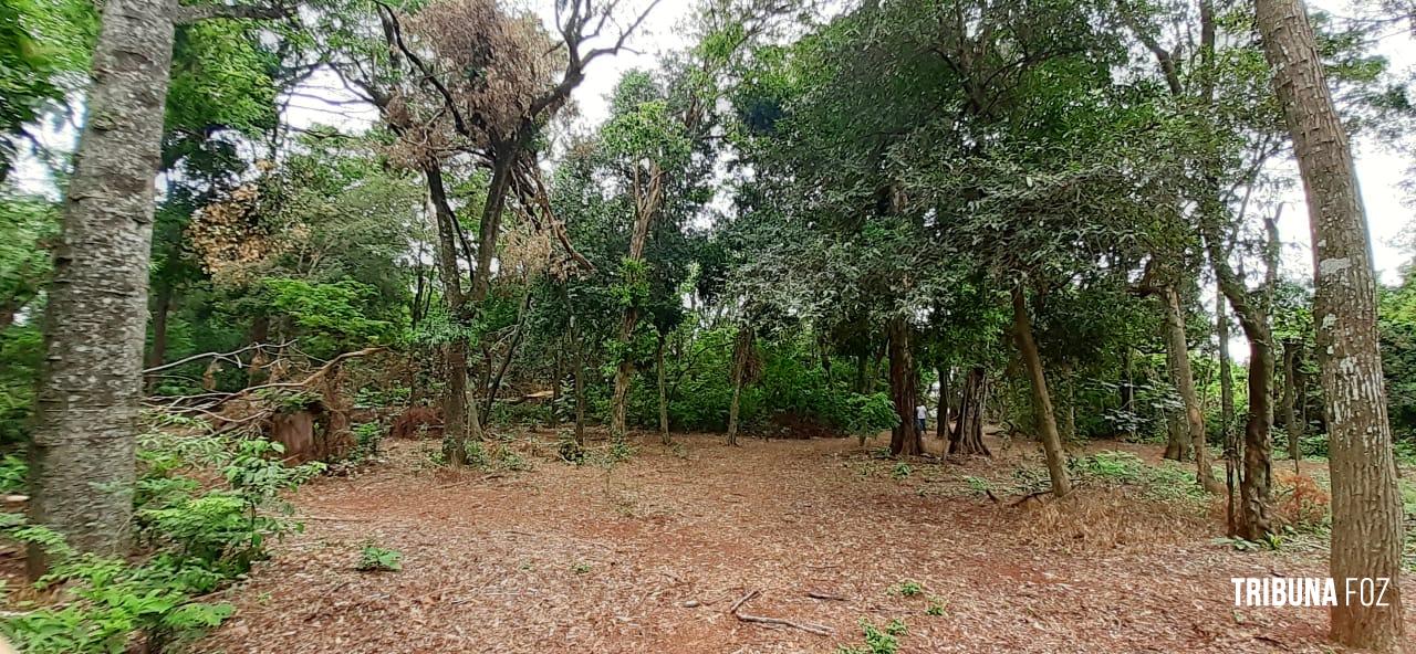 Bosque dos Macacos no Jardim Ipê será unidade de conservação