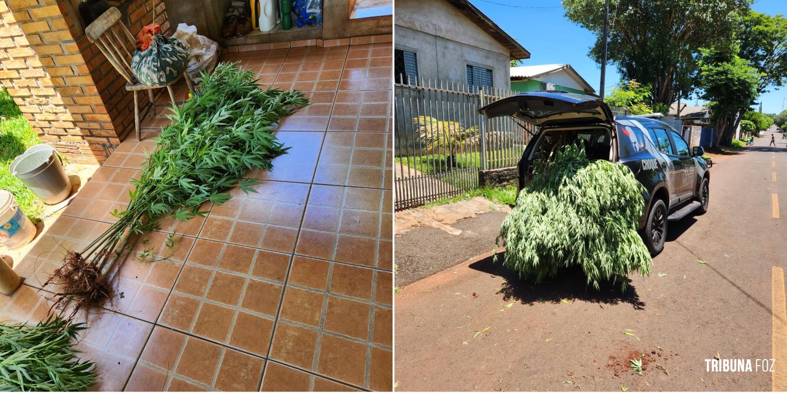 Militares do CHOQUE localiza plantação de maconha em STI