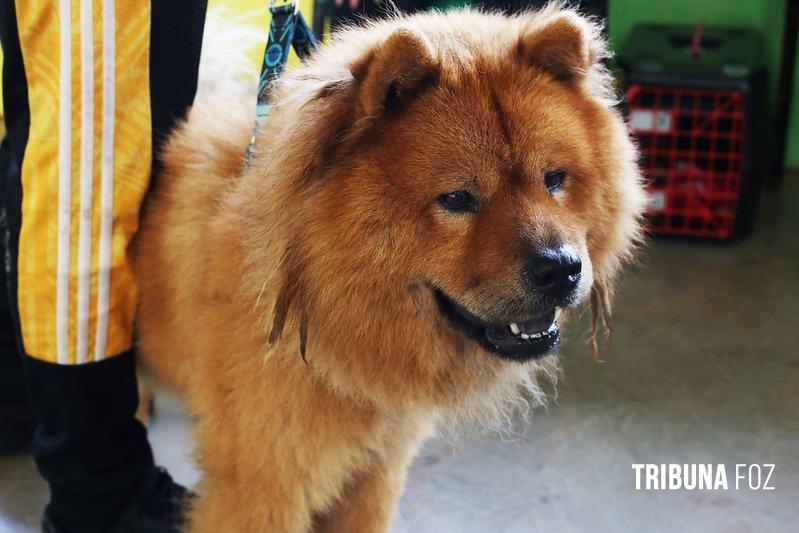 Castração de cães e gatos acontecerá na sexta e sábado no CTG Charrua