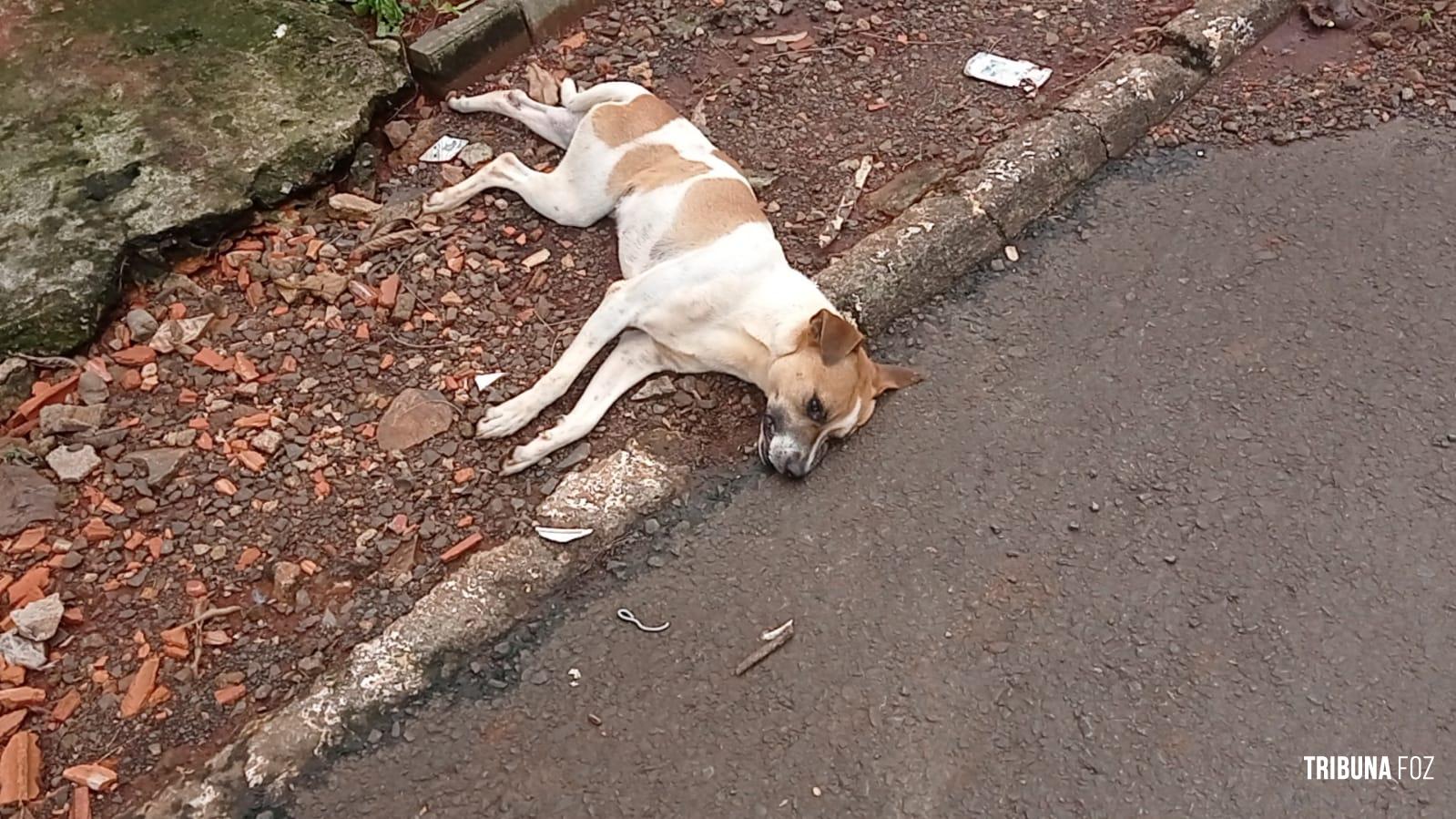 Motociclista fica gravemente ferido após atropelar e matar cachorro na Av. General Meira