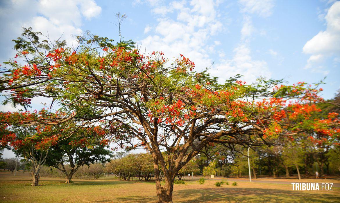 Primavera começa às 3h:50min deste sábado