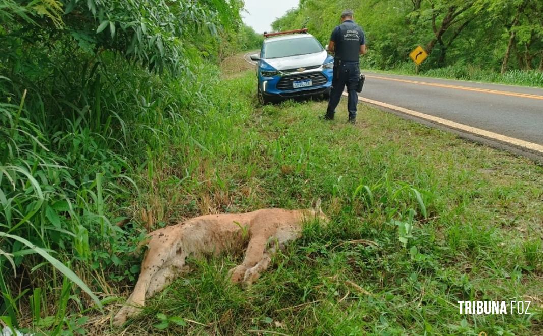 Onça encontrada morta as margens da PR-497 em Itaipulândia