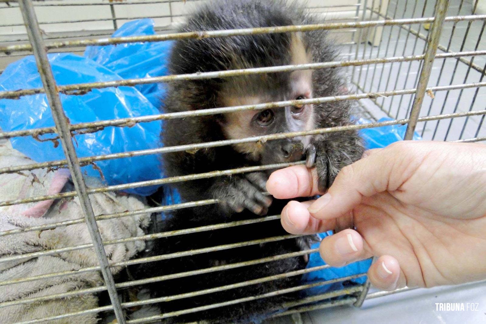 Animal silvestre em casa? Veja o que fazer se receber uma visita inesperada neste verão