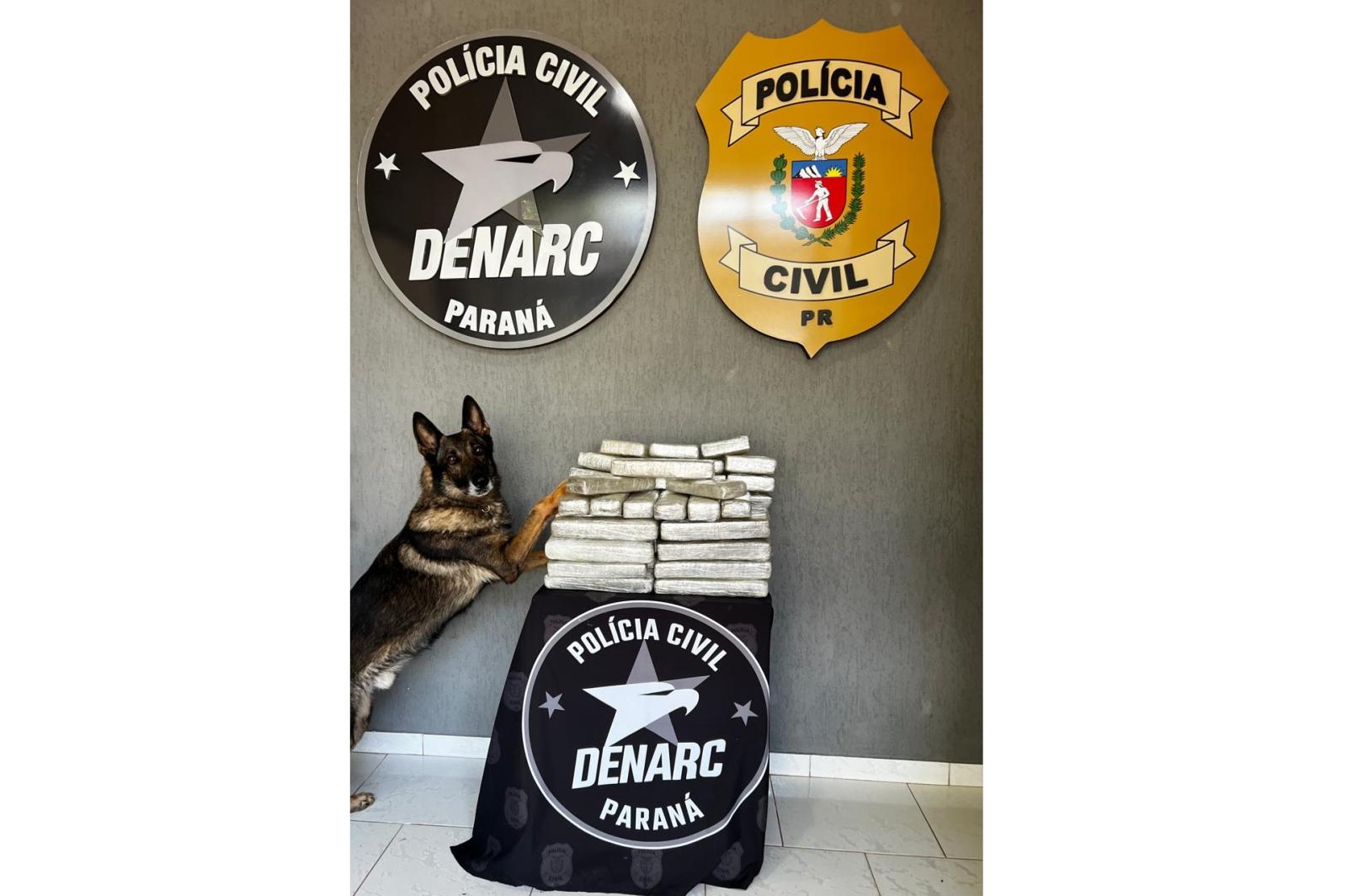 DENARC Foz do Iguaçu descobre 47 Kg de maconha escondidos em veículo durante treinamento de cão farejador