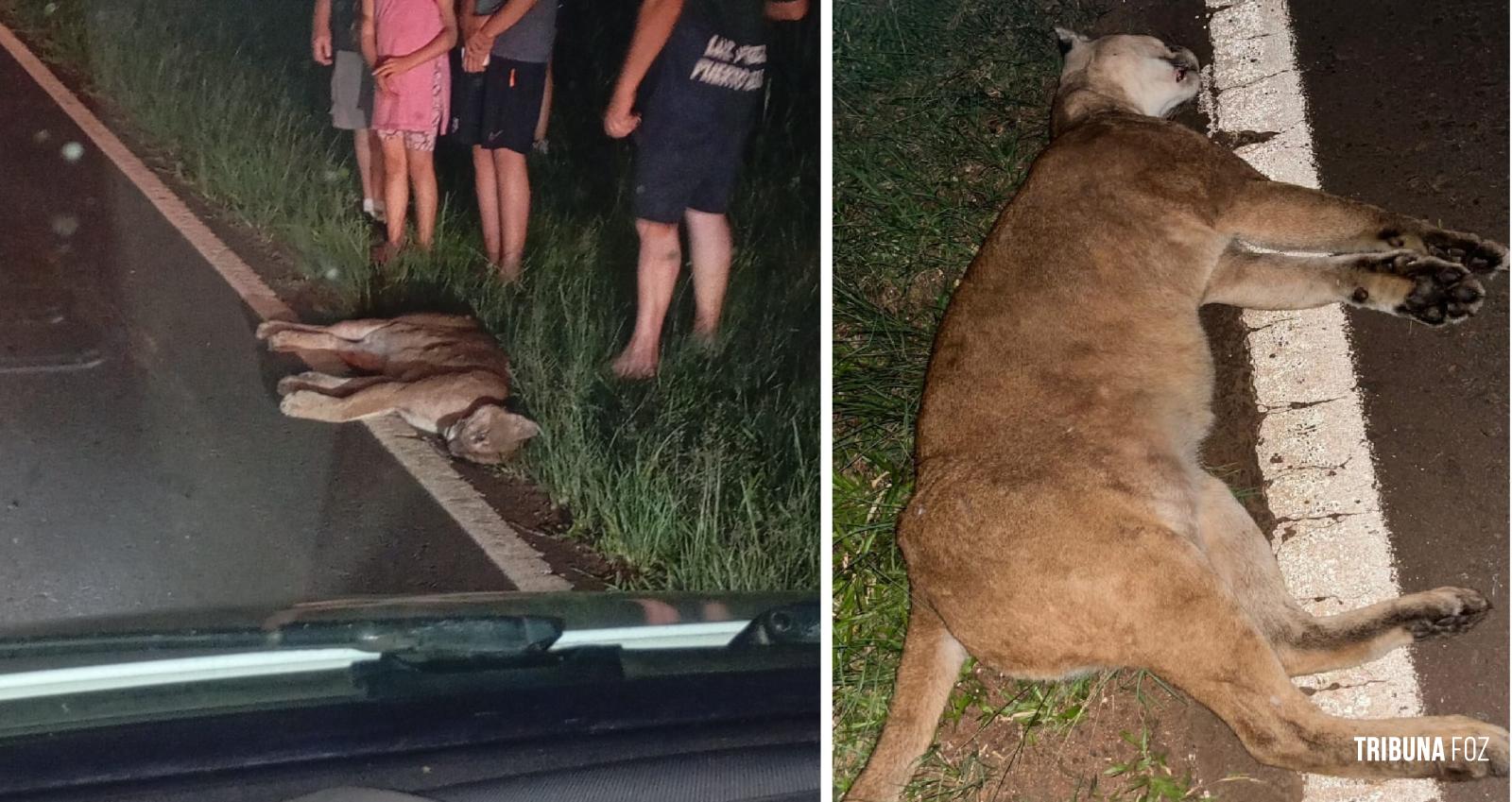 Onça morre atropelada na Ruta 12 em Puerto Iguazu na Argentina