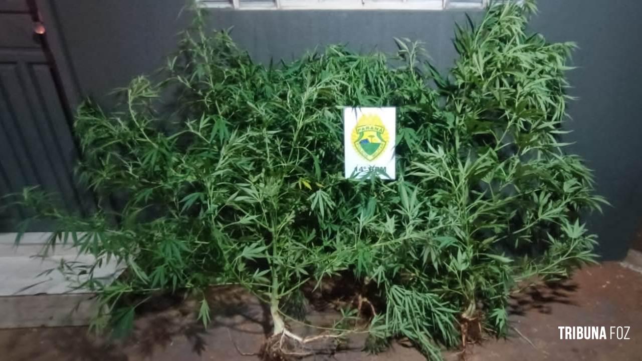 ROTAM apreende três pés de maconha na Favela do Queijo