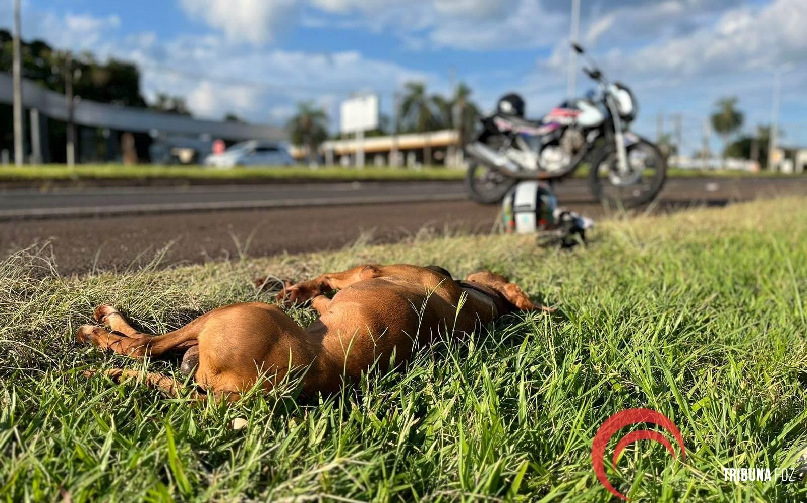 Motociclista colide com cachorro e deixa duas pessoas feridas na BR-277