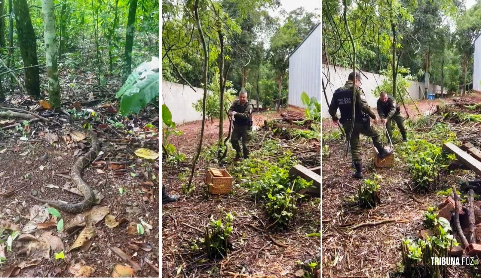 Policia Ambiental resgatam cobra em aérea particular e solta em uma área de mata nativa em Foz