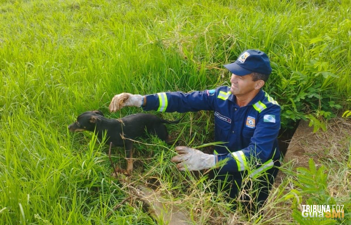 Defesa Civil e Bombeiros resgatam cachorro preso em bueiro na BR-277 em São Miguel do Iguaçu Defesa Civil e Bombeiros resgatam cachorro preso em bueiro na BR-277 em São Miguel do Iguaçu