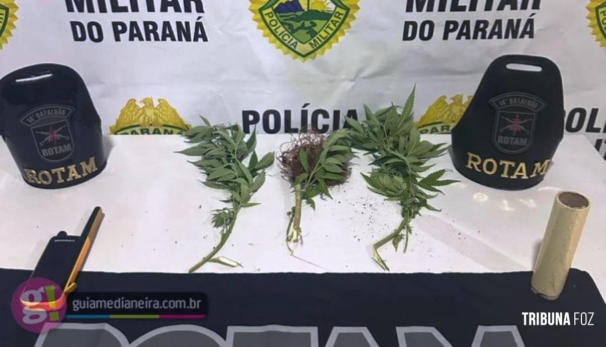 Ação da ROTAM apreende pés de maconha e radiocomunicador no em Medianeira Ação da ROTAM apreende pés de maconha e radiocomunicador no em Medianeira