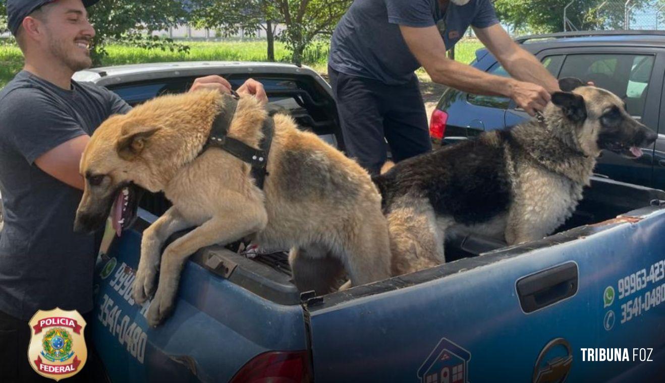 Policia Federal resgata dois cães após tentativa de furto em uma residência